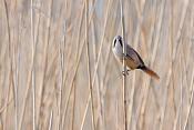 Baardmannetje (Panurus biarmicus) 3-2017 6158